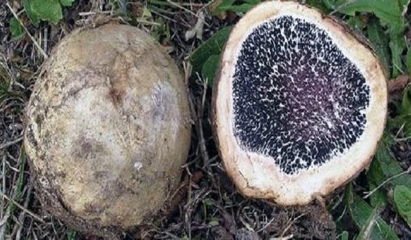 Μια καλλιέργεια που δίνει καθαρό εισόδημα έως 900 ευρώ το κιλό